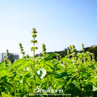 Southern Seed Exchange Basil, Lemon (Ocimum Basilicum Citriodorum) - 100 Seeds