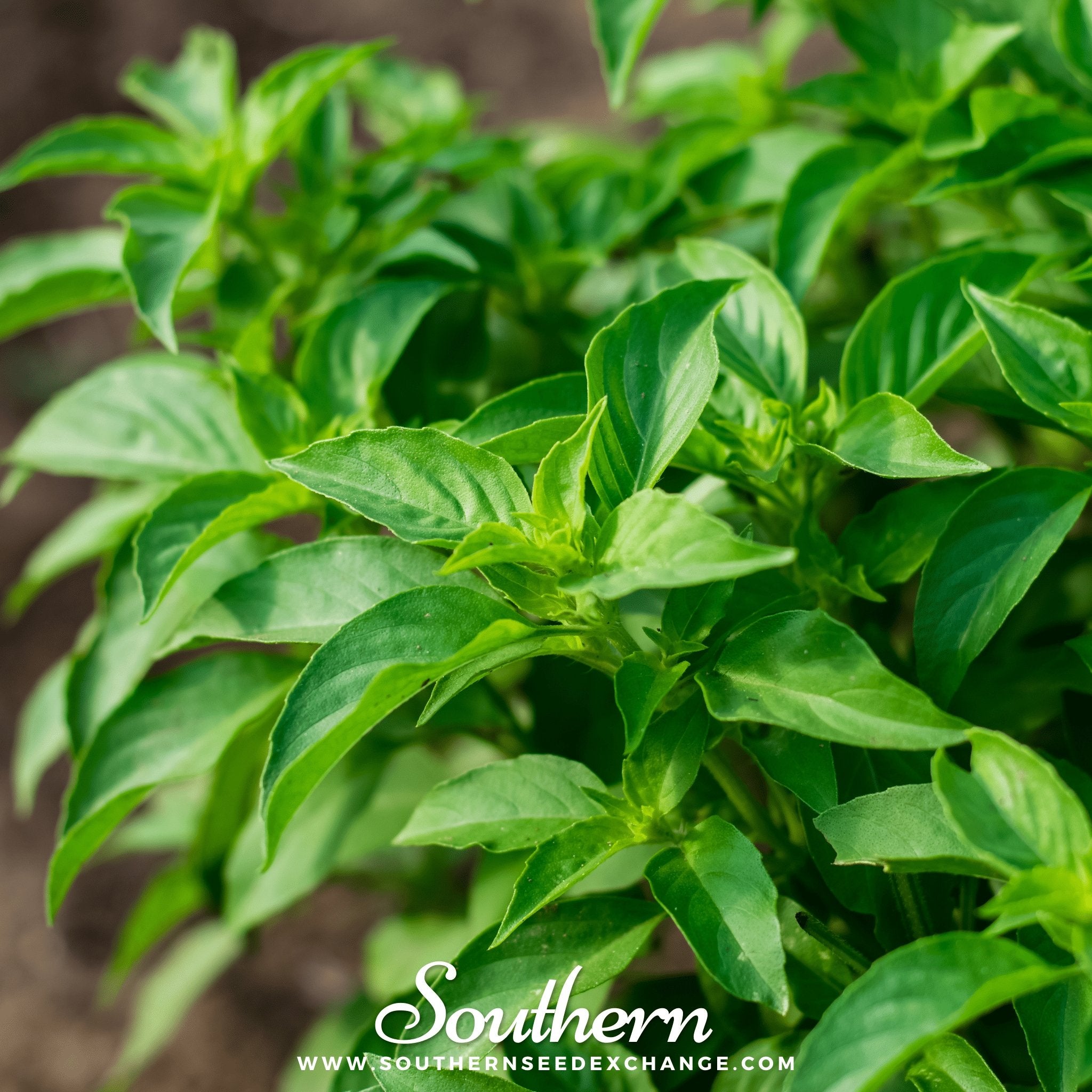 Southern Seed Exchange Basil, Lemon (Ocimum Basilicum Citriodorum) - 100 Seeds