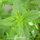 Basil, Lime (Ocimum basilicum) - 250 Seeds - Southern Seed Exchange