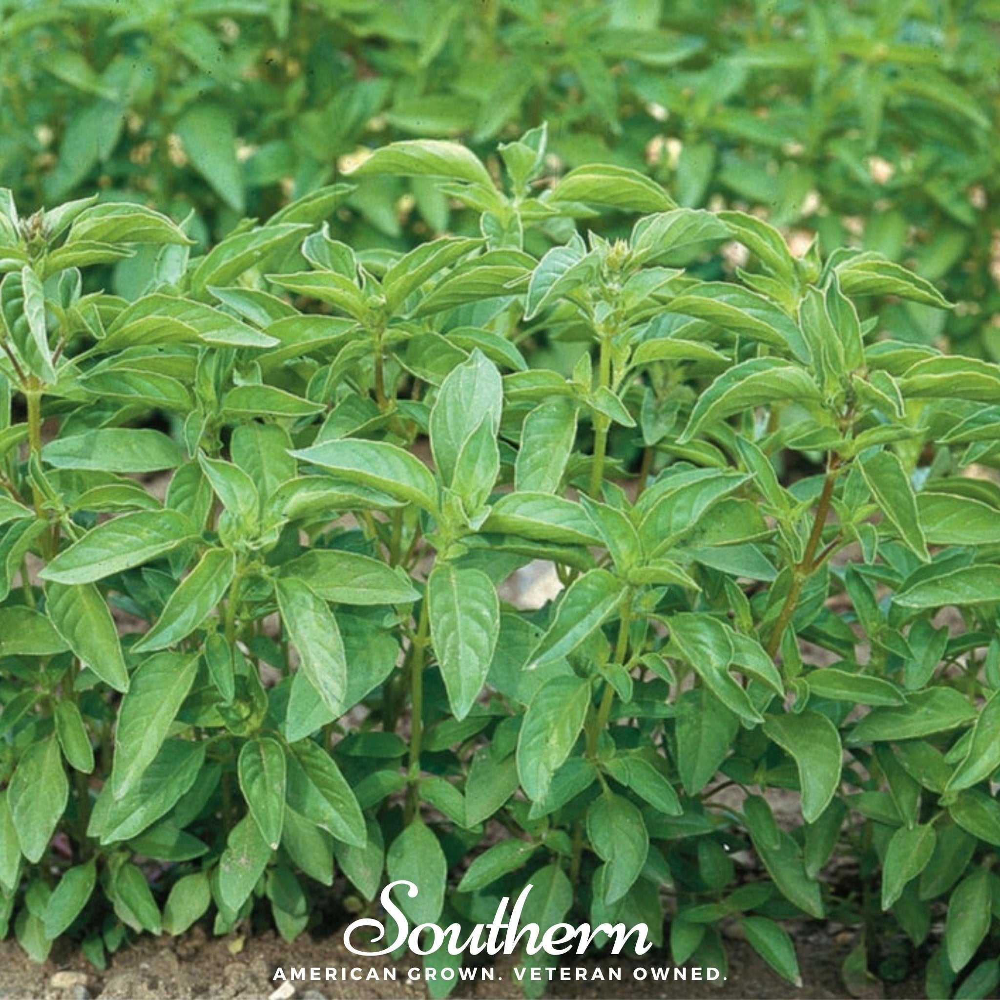 Basil, Lime (Ocimum basilicum) - 250 Seeds - Southern Seed Exchange