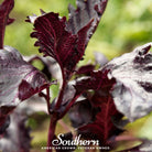 Basil, Purple Ruffles (Ocimum basilicum) - 250 Seeds - Southern Seed Exchange