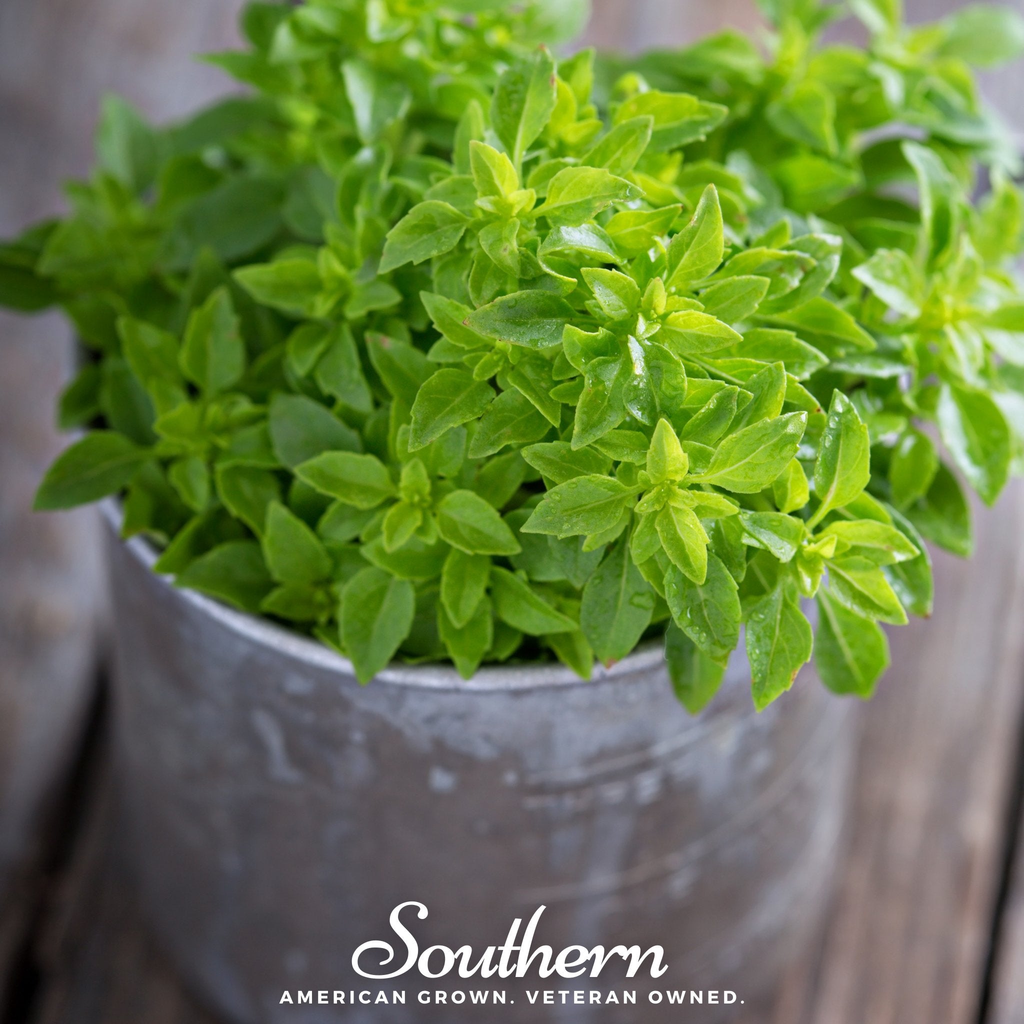 Basil, Spicy Globe (Ocimum basilicum) - 250 Seeds - Southern Seed Exchange