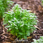 Basil, Spicy Globe (Ocimum basilicum) - 250 Seeds - Southern Seed Exchange