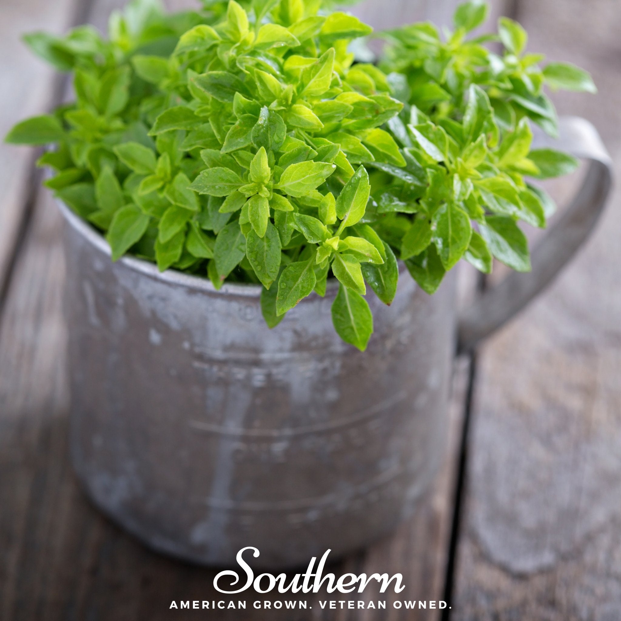 Basil, Spicy Globe (Ocimum basilicum) - 250 Seeds - Southern Seed Exchange