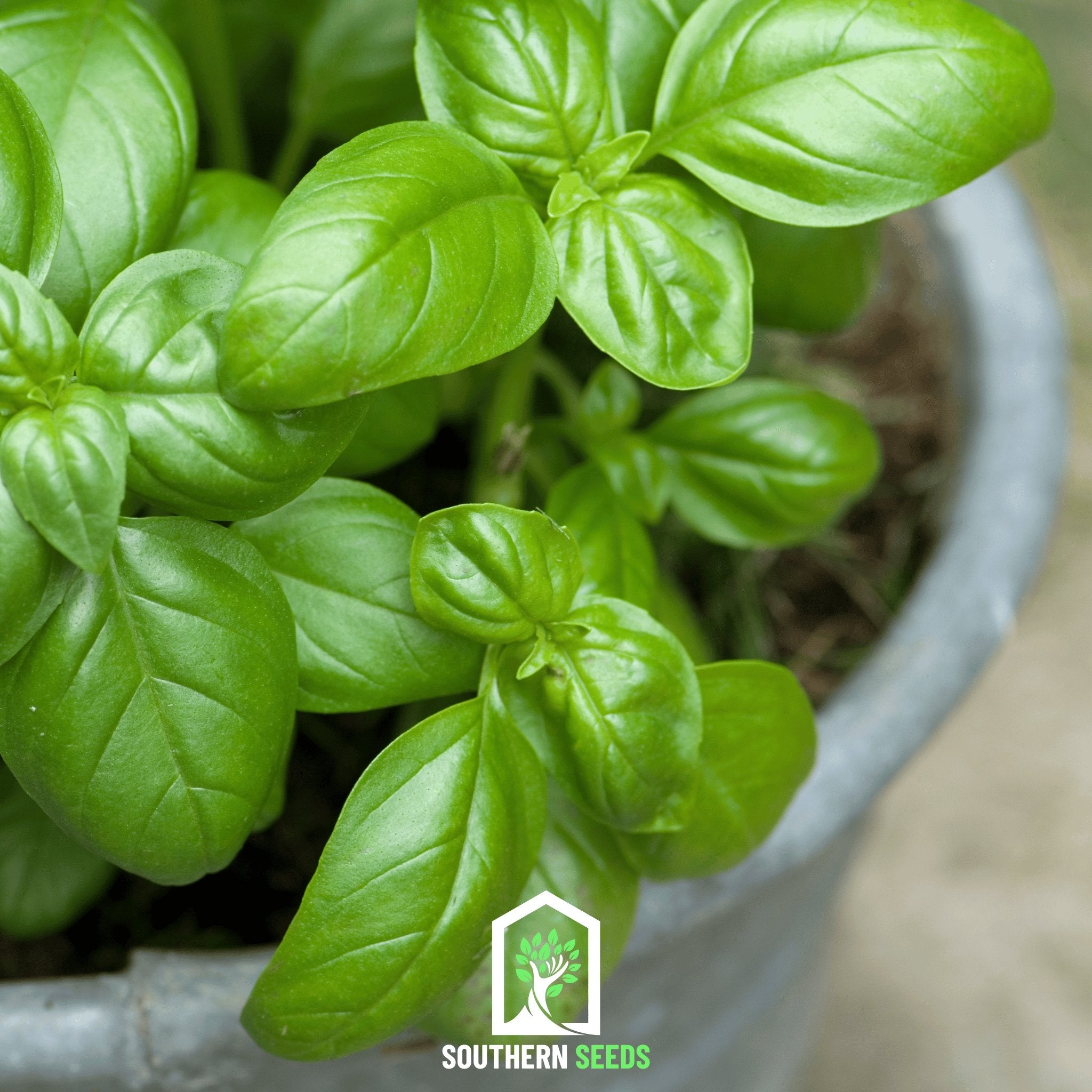 Basil, Sweet (Ocimum basilicum) - 250 Seeds - Southern Seed Exchange