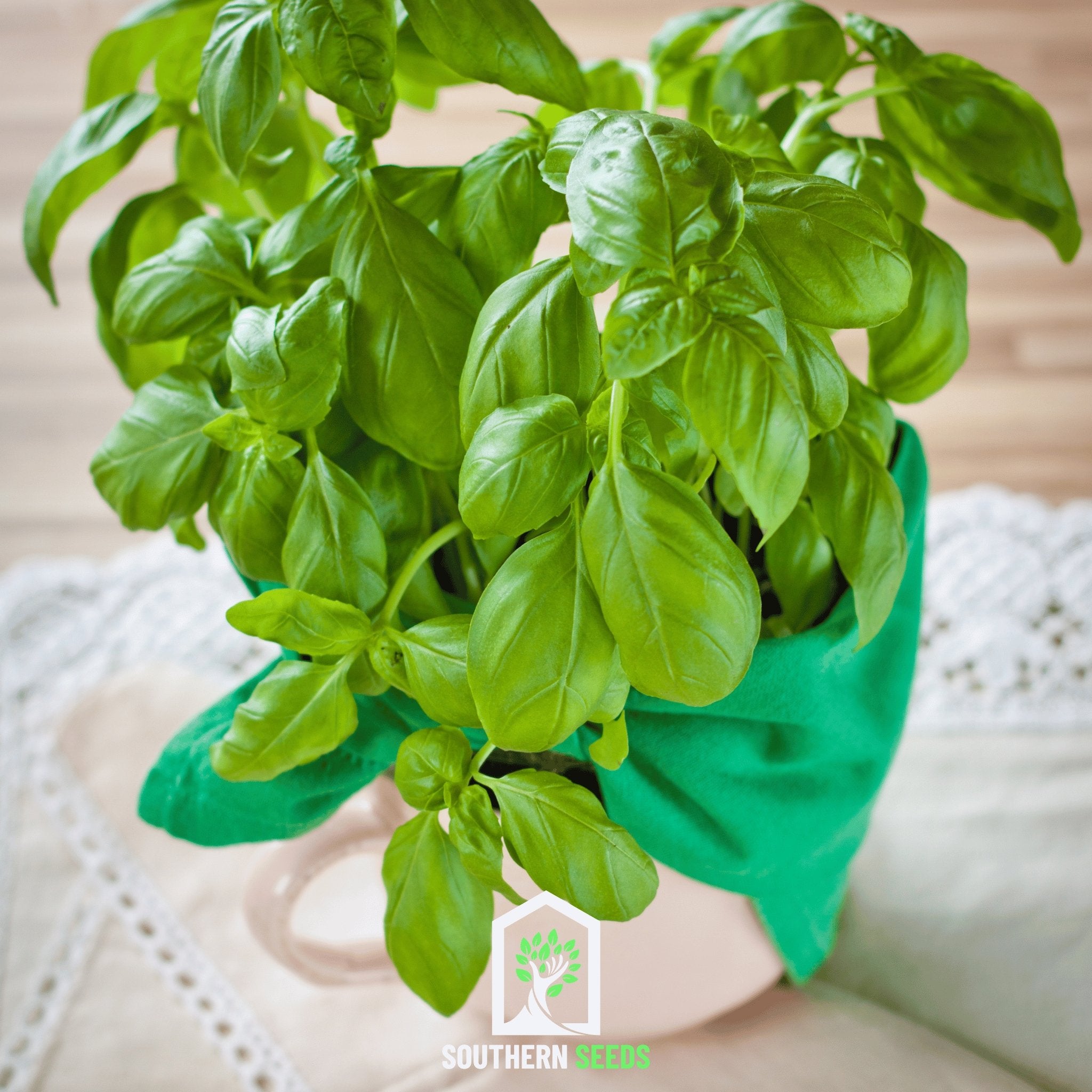 Basil, Sweet (Ocimum basilicum) - 250 Seeds - Southern Seed Exchange