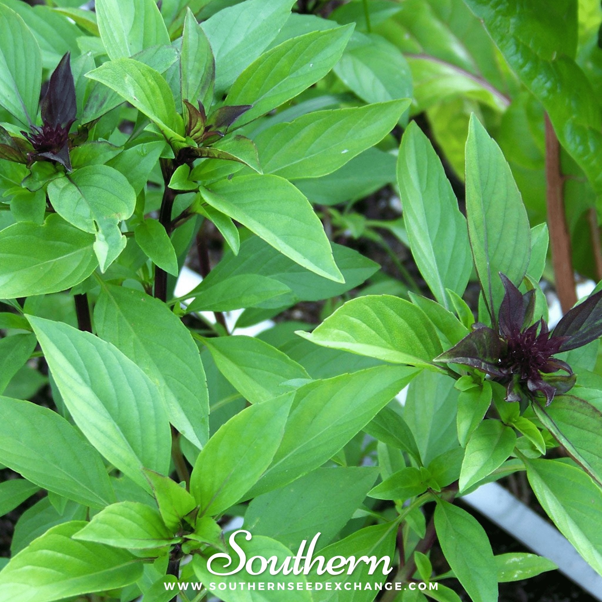 Southern Seed Exchange Basil, Thai Sweet (Ocimum Basilicum Thai Siam Queen) - 100 Seeds