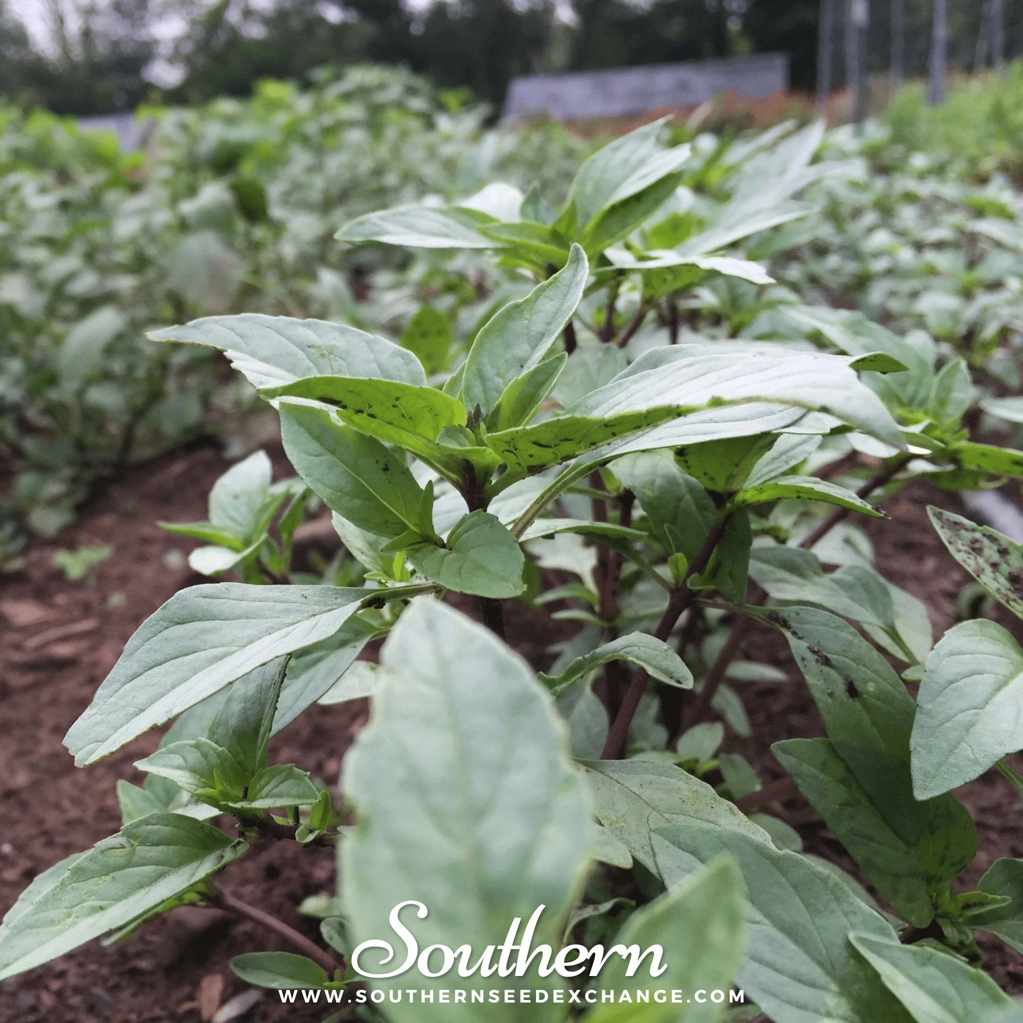 Southern Seed Exchange Basil, Thai Sweet (Ocimum Basilicum Thai Siam Queen) - 100 Seeds