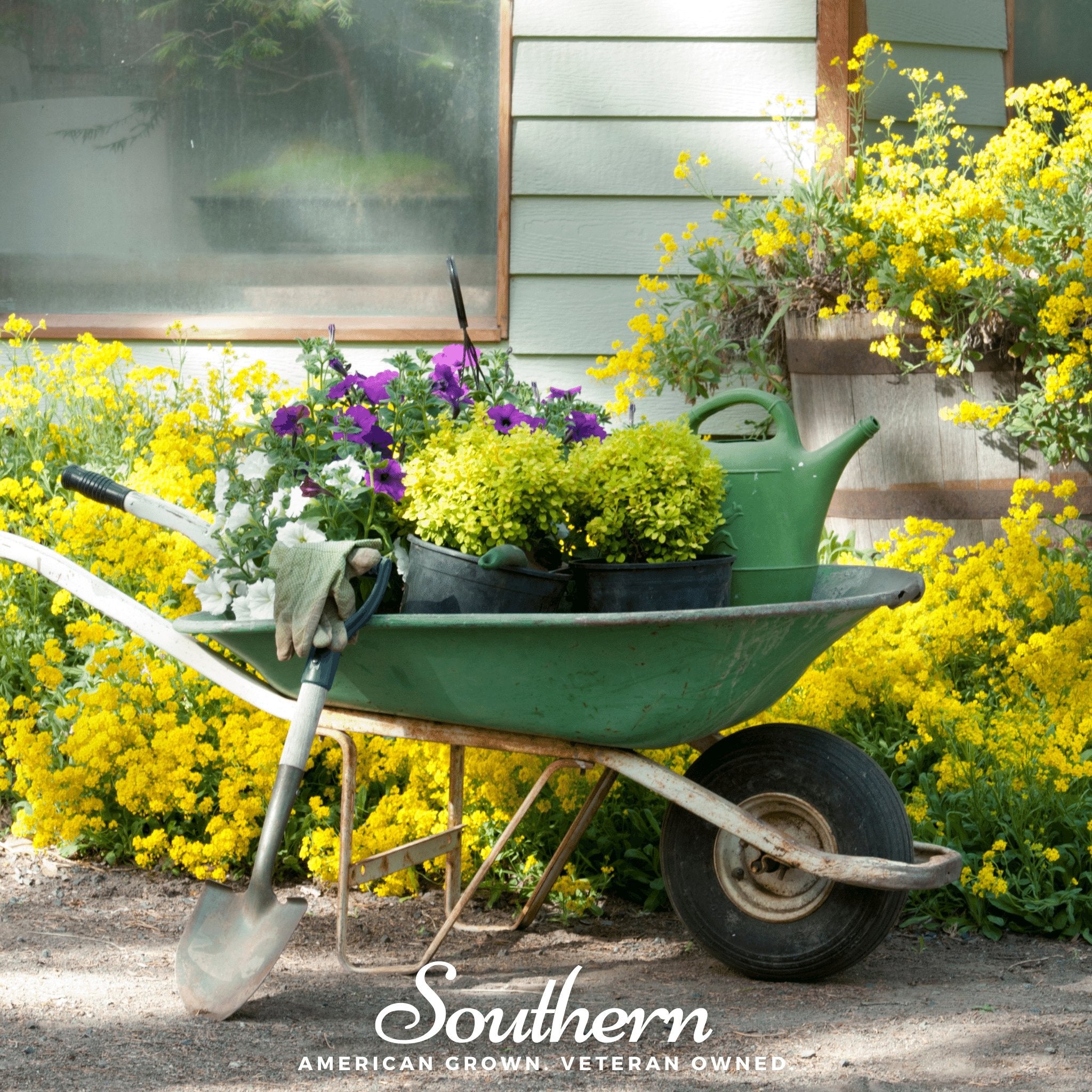 Basket of Gold (Alyssum saxatile) - 100 Seeds - Southern Seed Exchange