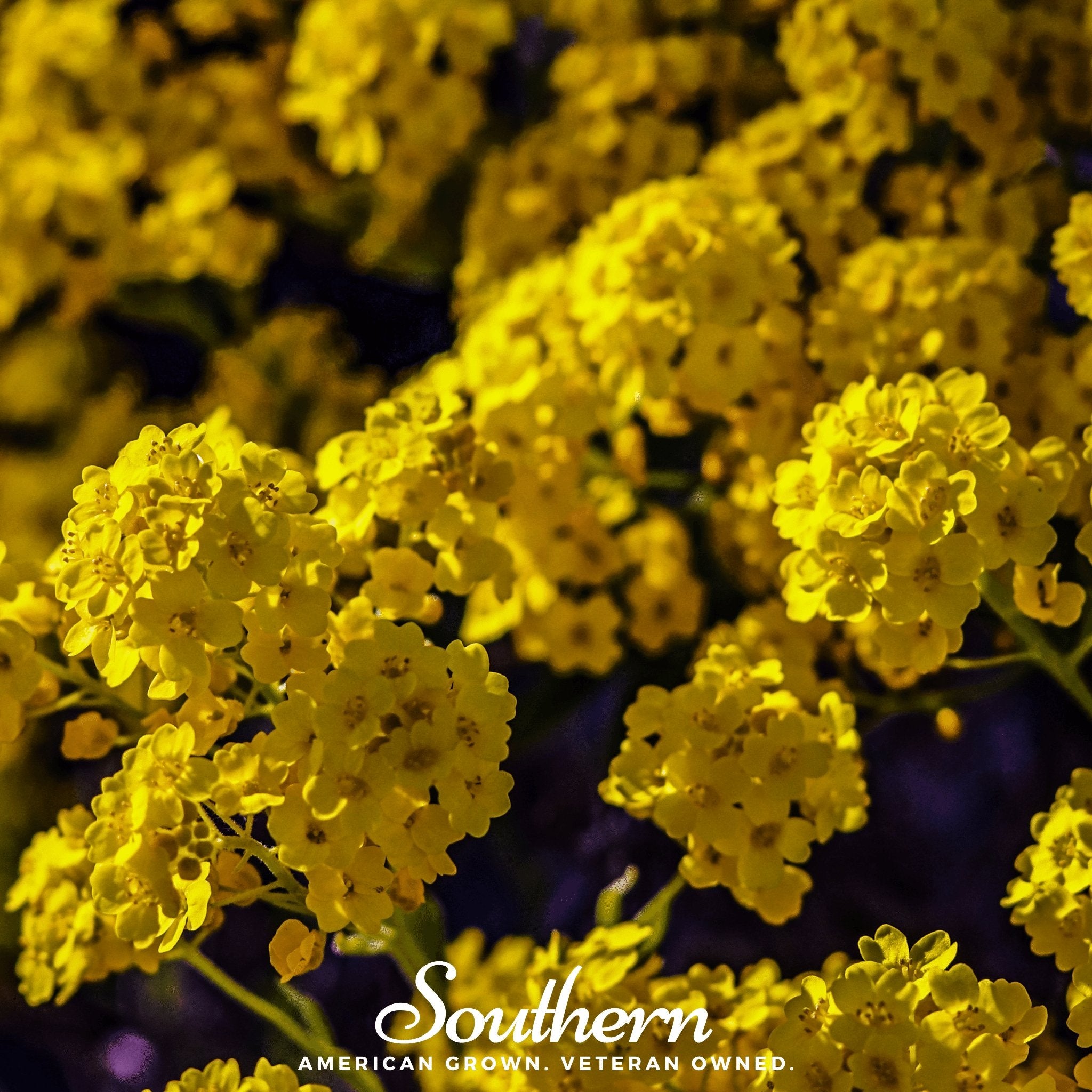 Basket of Gold (Alyssum saxatile) - 100 Seeds - Southern Seed Exchange