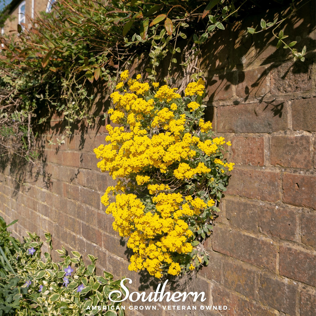 Basket of Gold (Alyssum saxatile) - 100 Seeds - Southern Seed Exchange