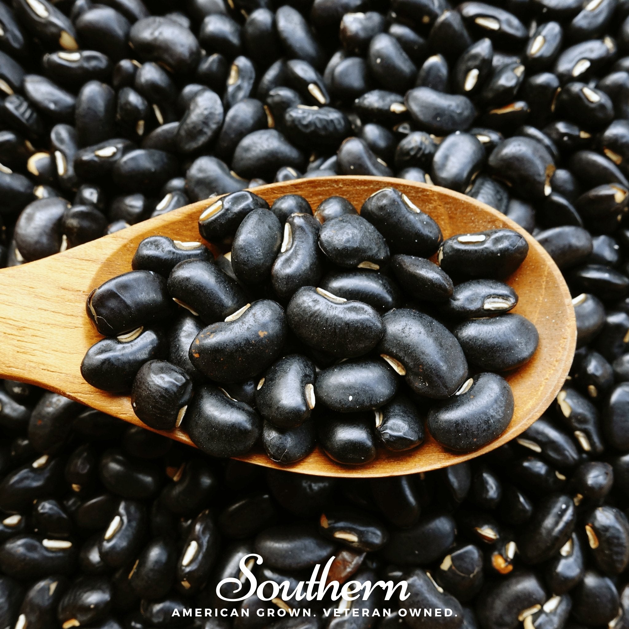 Bean, Black Coco (Phaseolus vulgaris) - 30 Seeds - Southern Seed Exchange