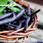 Bean, Blue Coco (Phaseolus vulgaris) - 30 Seeds - Southern Seed Exchange