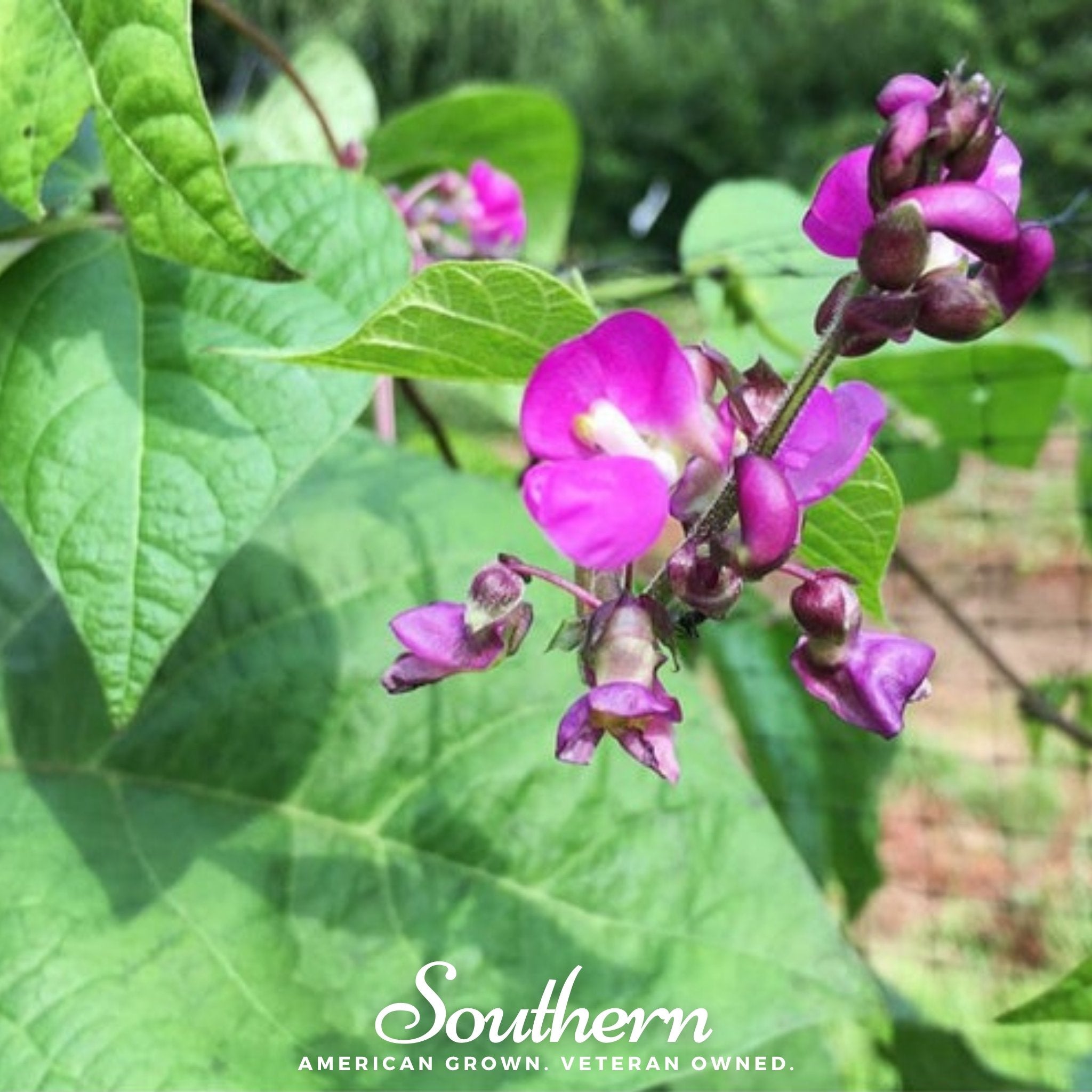 Bean, Blue Coco (Phaseolus vulgaris) - 30 Seeds - Southern Seed Exchange