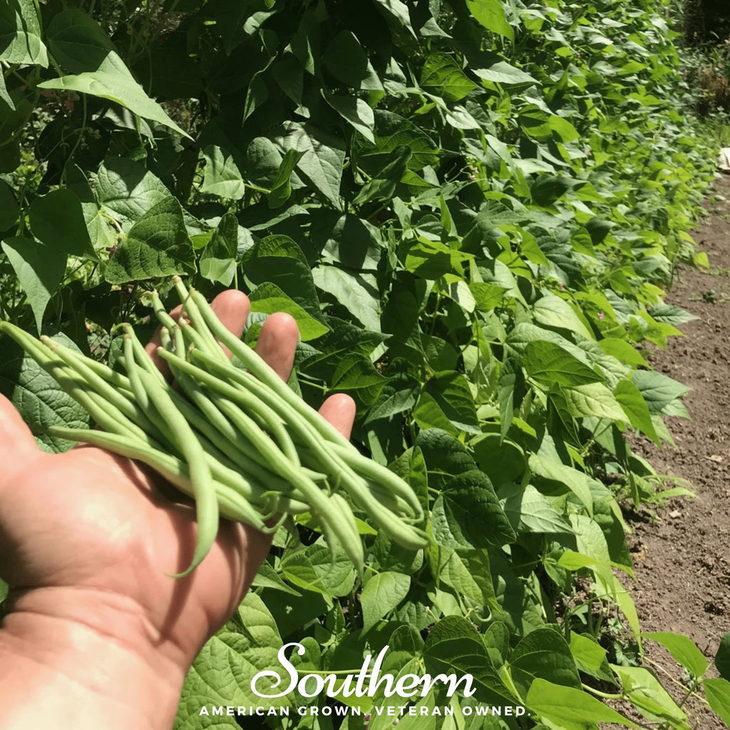 Bean, Blue Lake (Phaseolus vulgaris) - 50 Seeds - Southern Seed Exchange