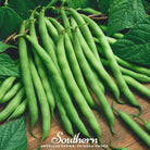 Bean, Blue Lake (Phaseolus vulgaris) - 50 Seeds - Southern Seed Exchange