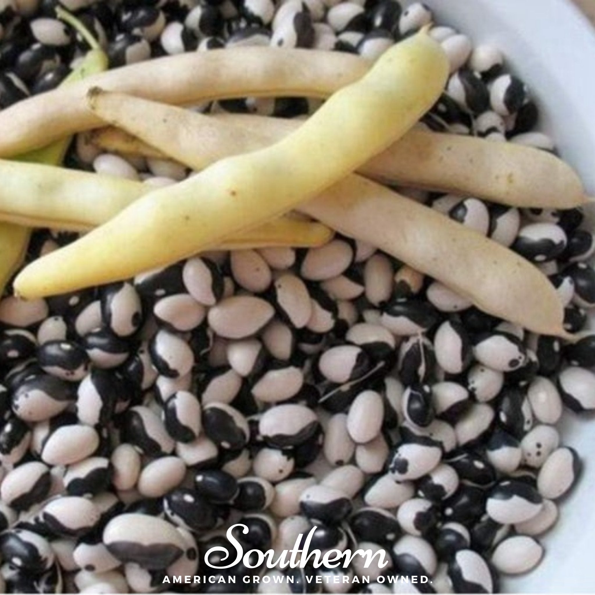 Bean, Calypso - Orca (Phaseolus vulgaris) - 25 Seeds - Southern Seed Exchange