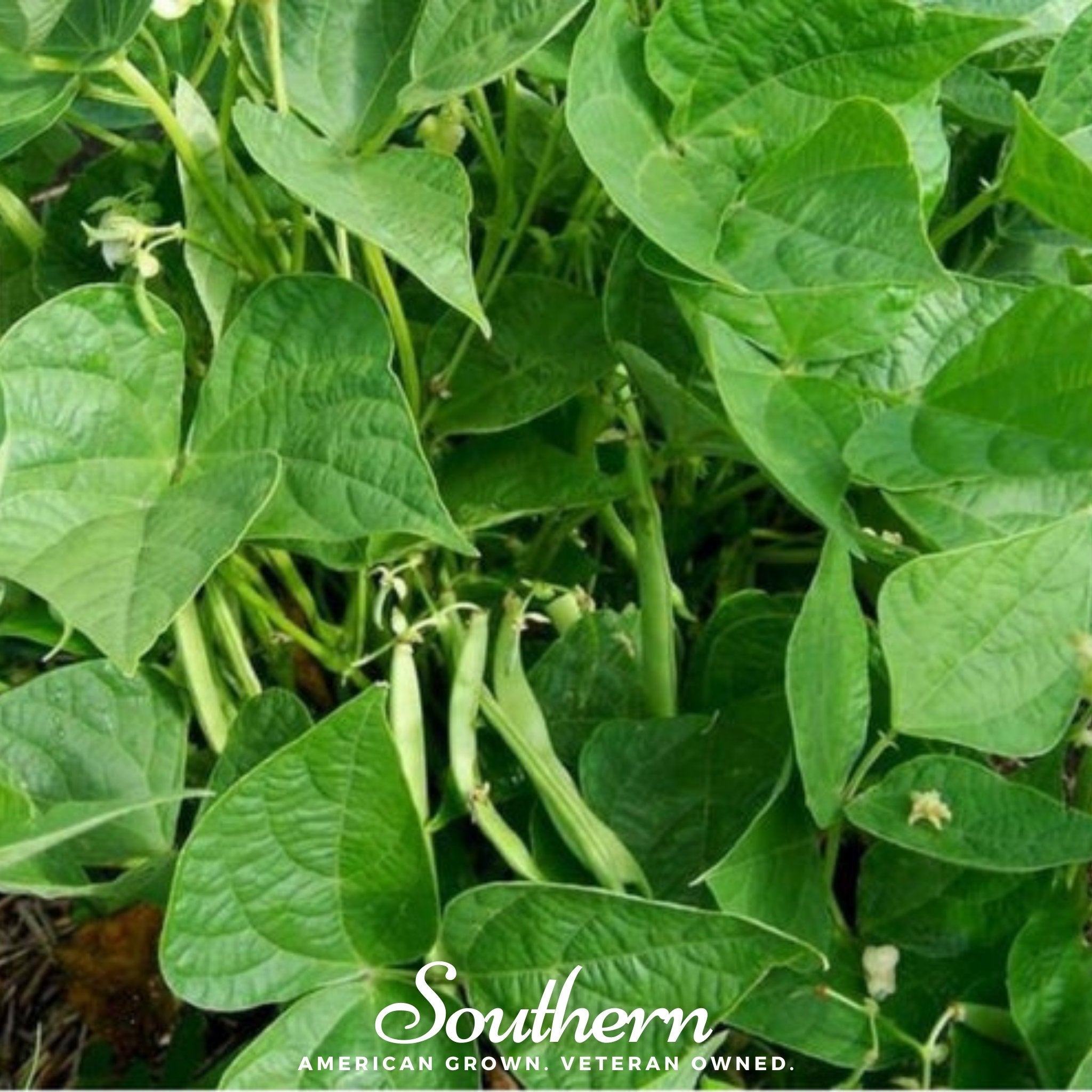 Bean, Calypso - Orca (Phaseolus vulgaris) - 25 Seeds - Southern Seed Exchange