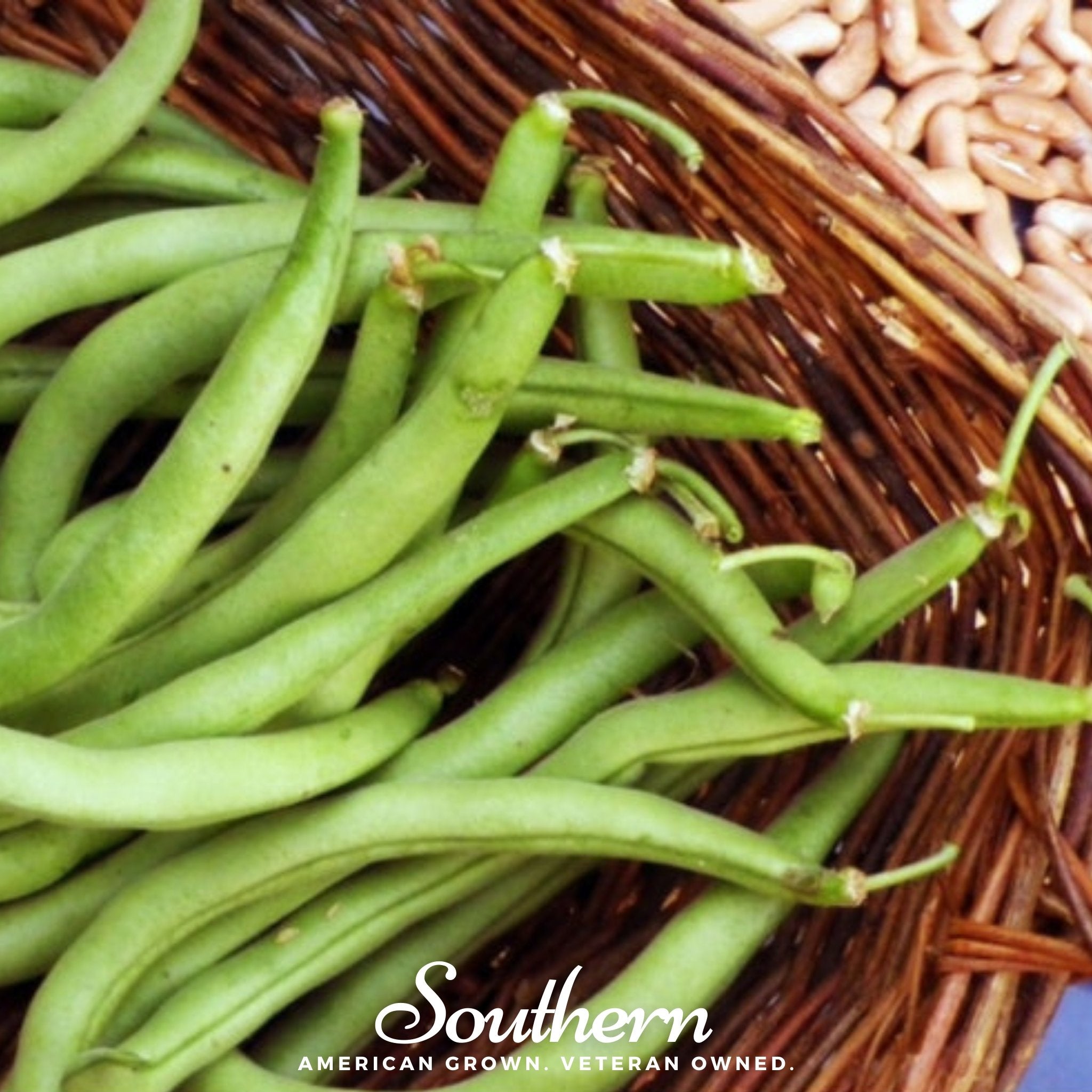 Bean, Contender (Phaseolus vulgaris) - 30 Seeds - Southern Seed Exchange