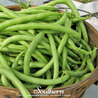 Bean, Contender (Phaseolus vulgaris) - 30 Seeds - Southern Seed Exchange