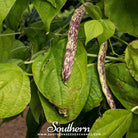 Southern Seed Exchange Bean, Dragon's Tongue Wax Bush Bean (Phaseolus vulgaris) - 20 Seeds