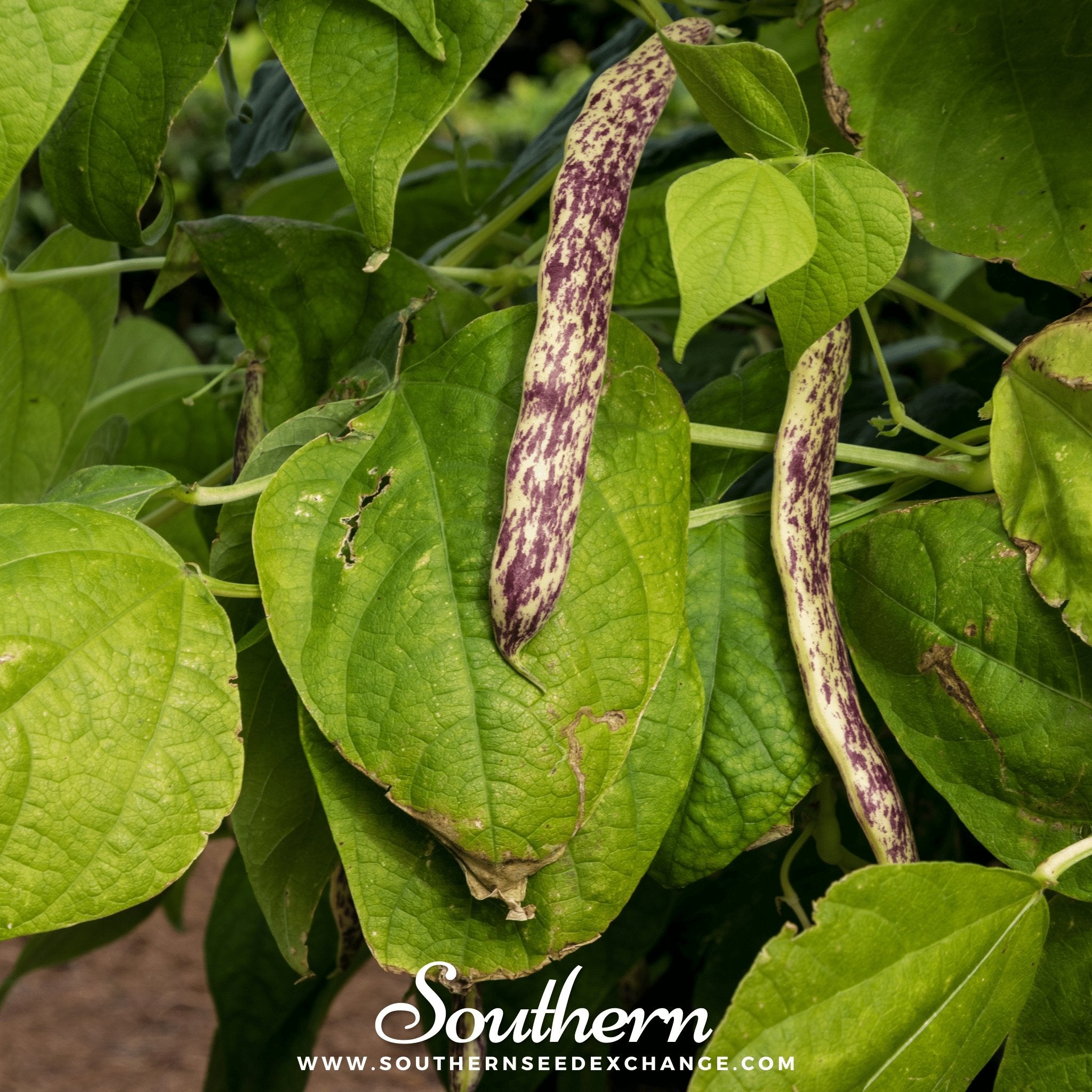 Southern Seed Exchange Bean, Dragon's Tongue Wax Bush Bean (Phaseolus vulgaris) - 20 Seeds