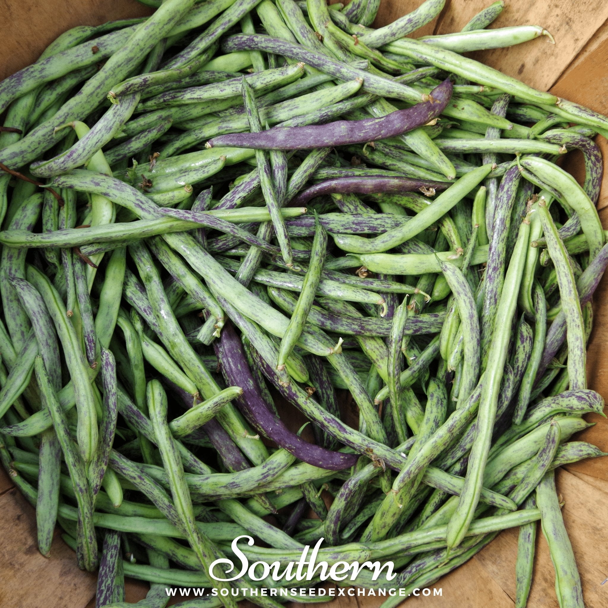 Southern Seed Exchange Bean, Dragon's Tongue Wax Bush Bean (Phaseolus vulgaris) - 20 Seeds