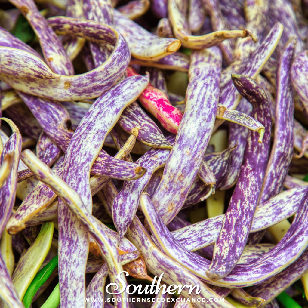 Southern Seed Exchange Bean, Dragon's Tongue Wax Bush Bean (Phaseolus vulgaris) - 20 Seeds