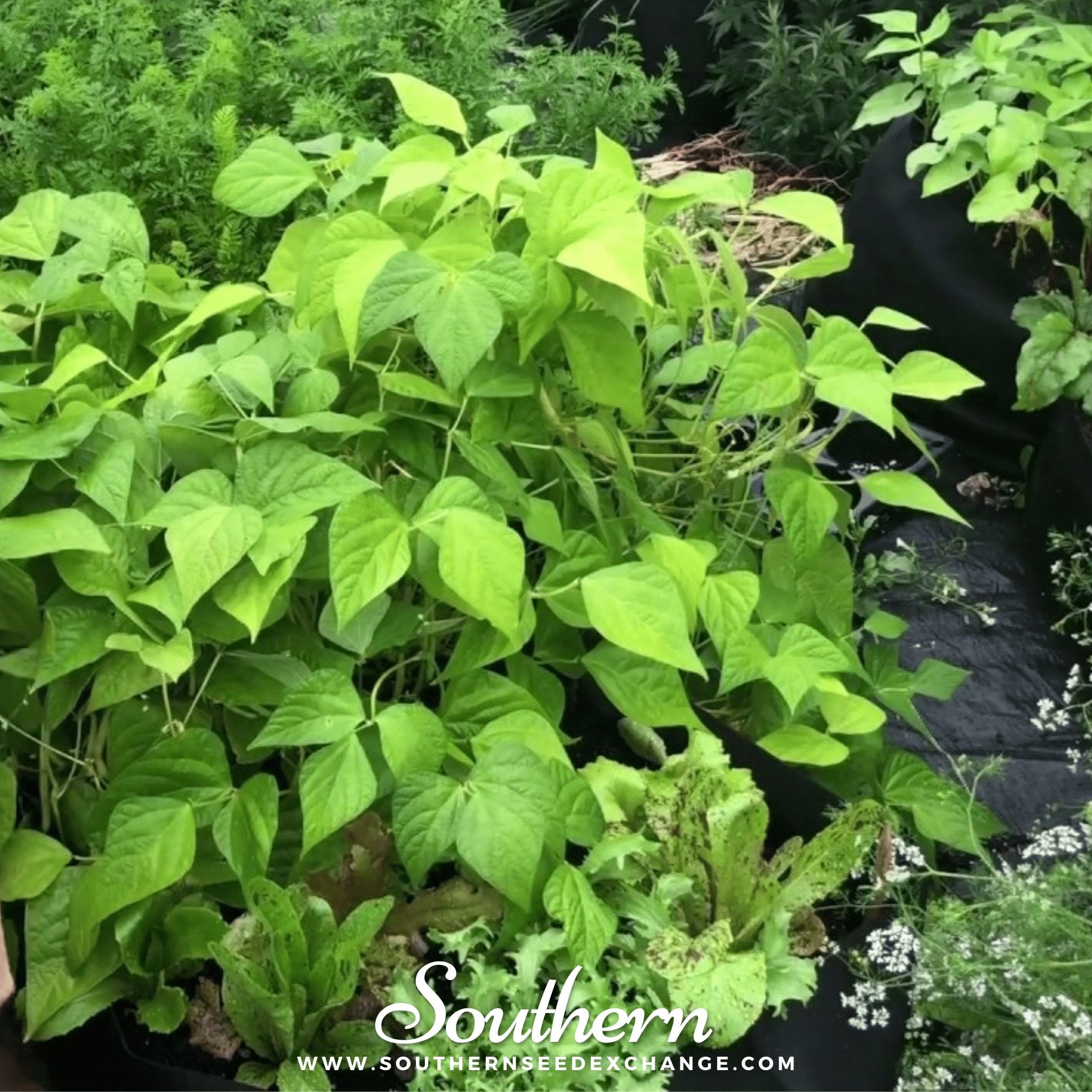 Southern Seed Exchange Beans, Wax, Bush, Gold Rush (Phaseolus vulgaris) - 15 Seeds