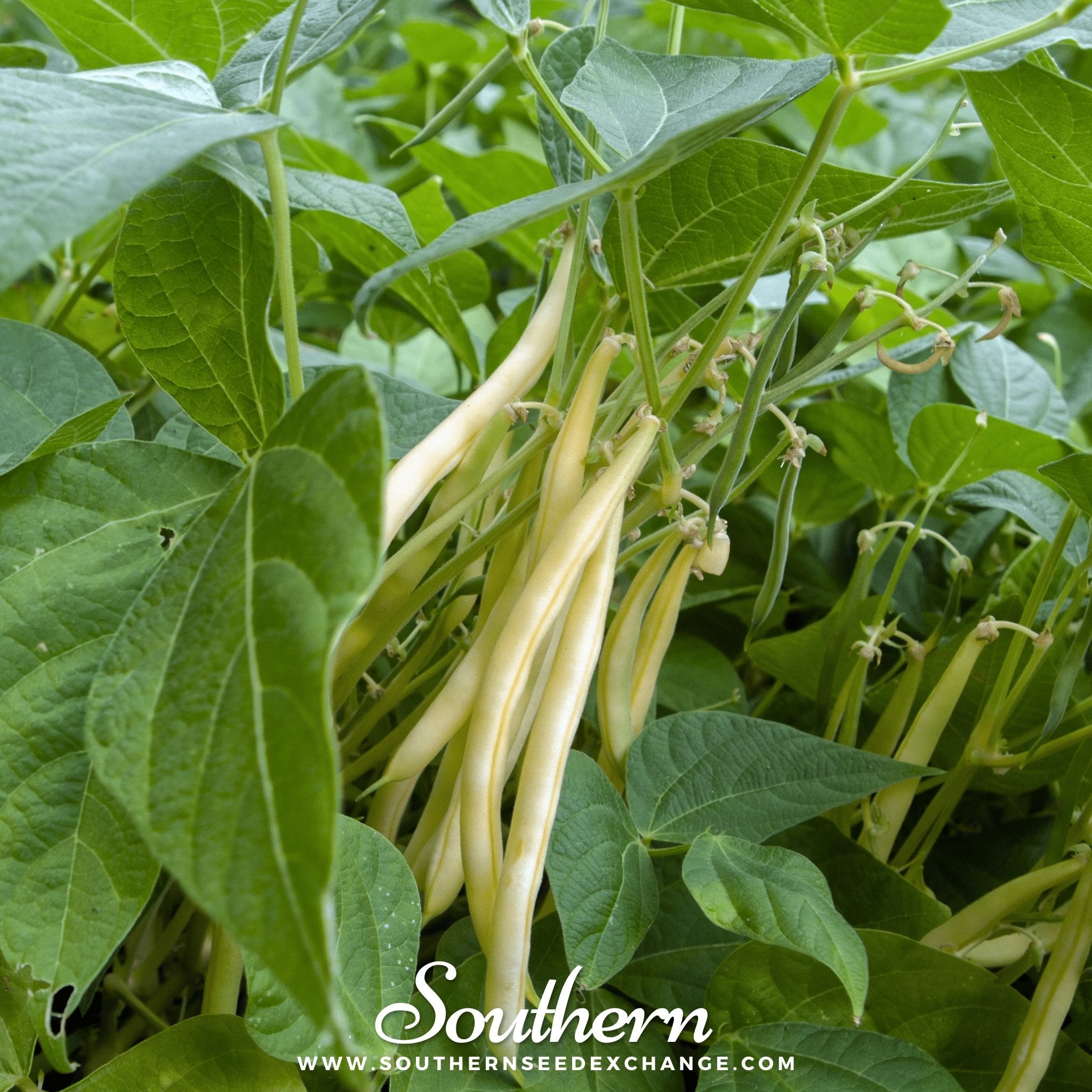 Southern Seed Exchange Beans, Wax, Bush, Gold Rush (Phaseolus vulgaris) - 15 Seeds