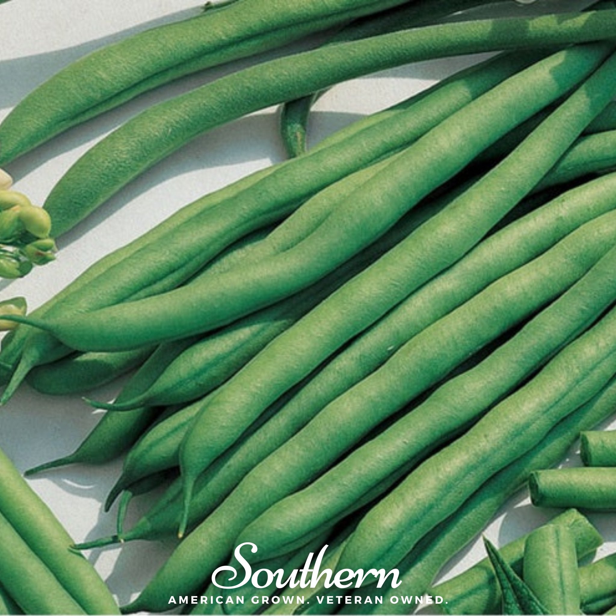 Bean, Kentucky Blue (Phaseolus vulgaris) - 50 Seeds - Southern Seed Exchange