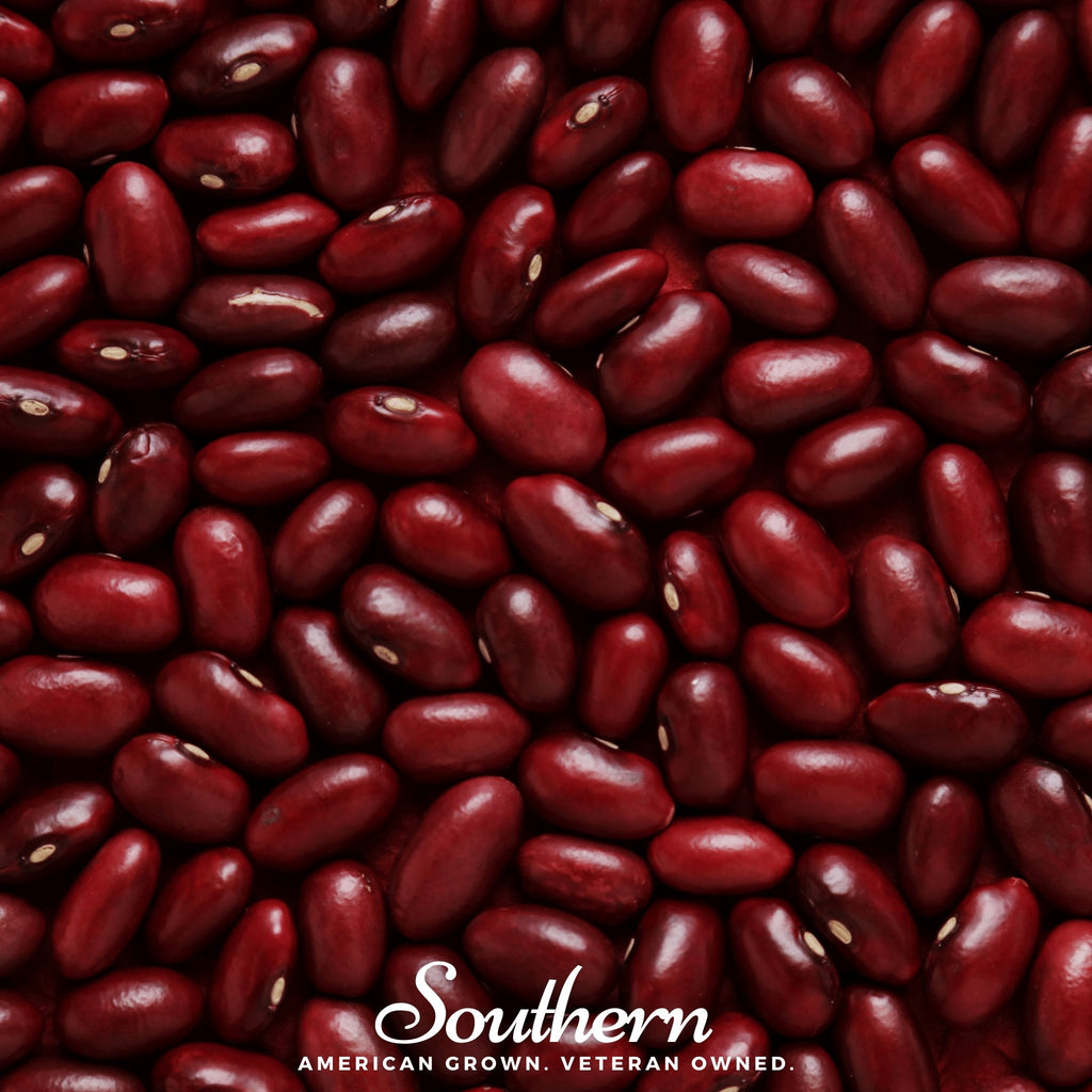 Bean, Kidney Dark Red (Phaseolus vulgaris) - 20 seeds - Southern Seed Exchange