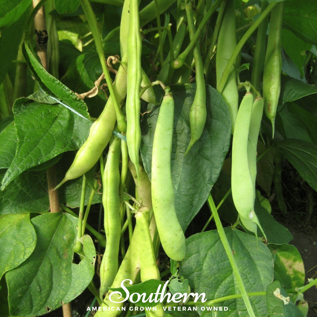 Bean, Kidney, Light Red (Phaseolus vulgaris) - 20 Seeds - Southern Seed Exchange