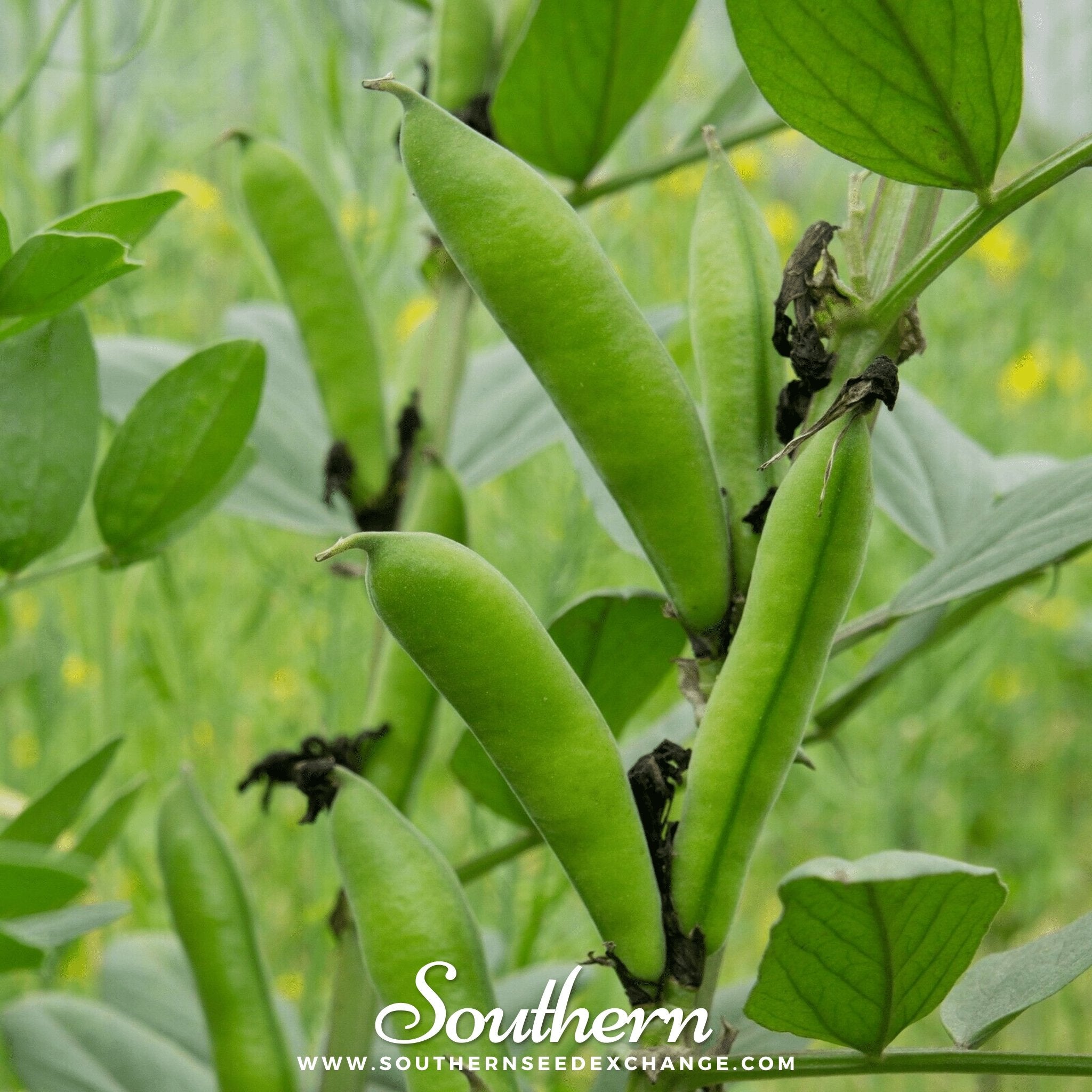 Southern Seed Exchange Bean, Lima, Henderson (Phaseolus lunatus) - 15 Seeds