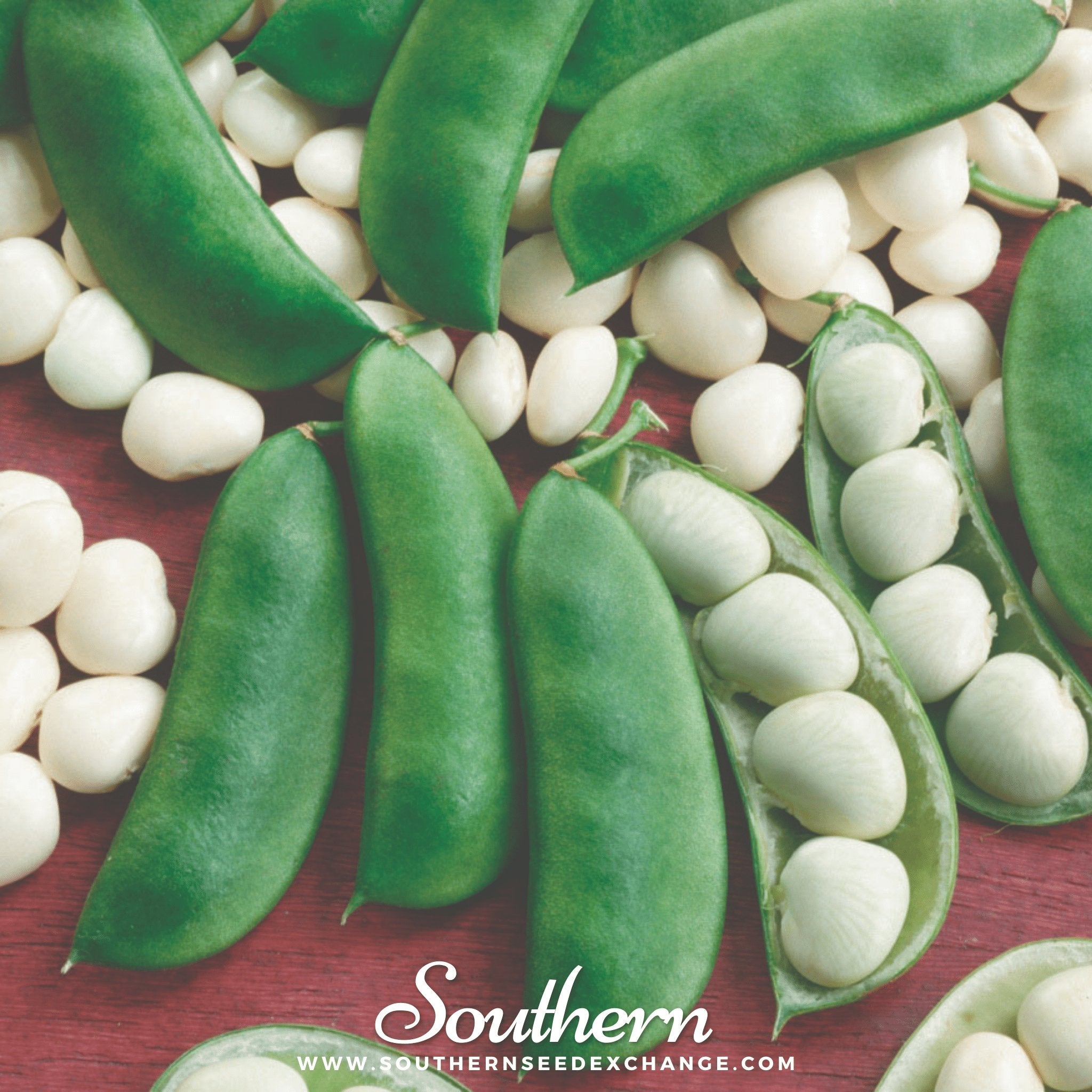 Southern Seed Exchange Bean, Lima, Henderson (Phaseolus lunatus) - 15 Seeds