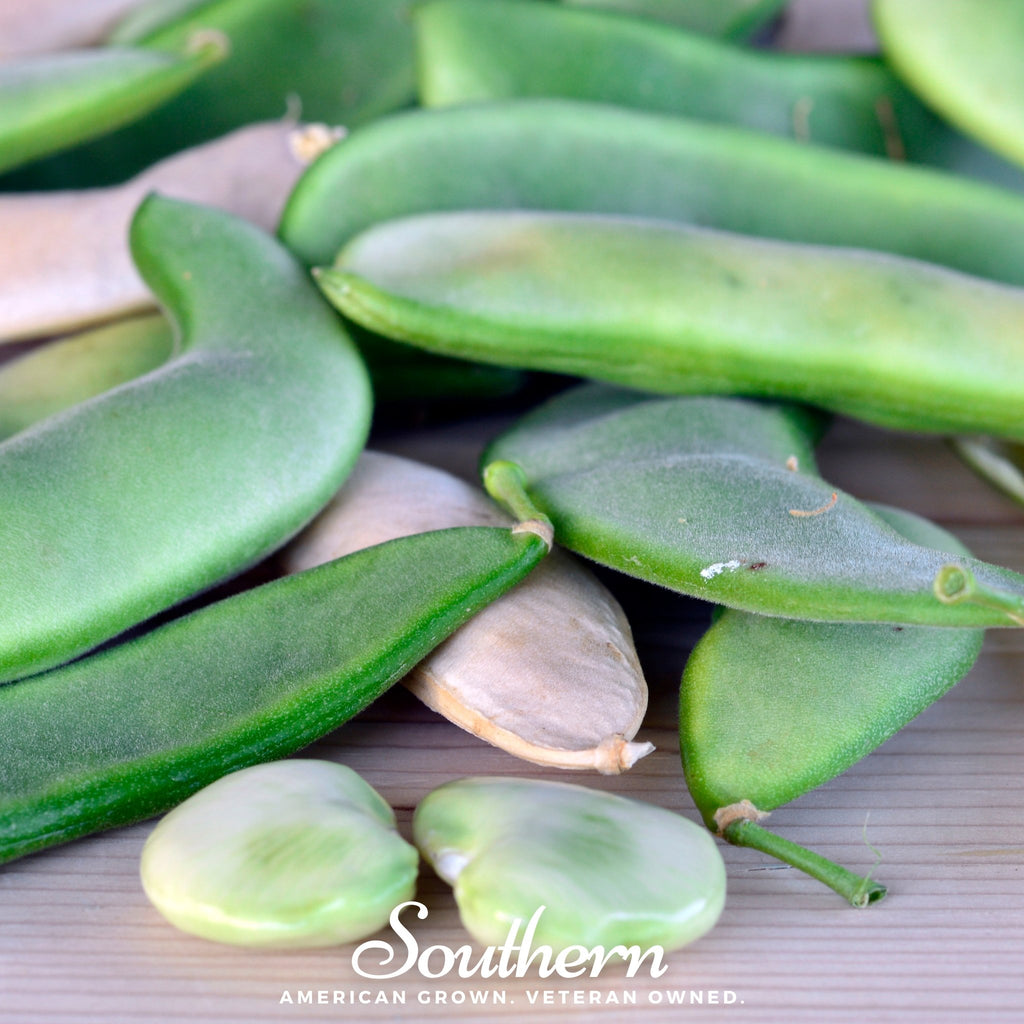 Bean, Lima, White Dixie Butterpeas (Phaseolus lunatus) - 15 Seeds - Southern Seed Exchange