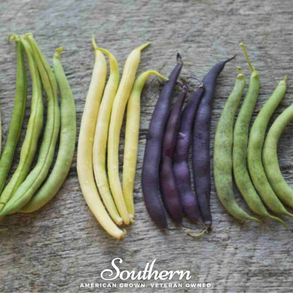 Bean, Multicolored Mix (Phaseolus lunatus) - 30 Seeds - Southern Seed Exchange