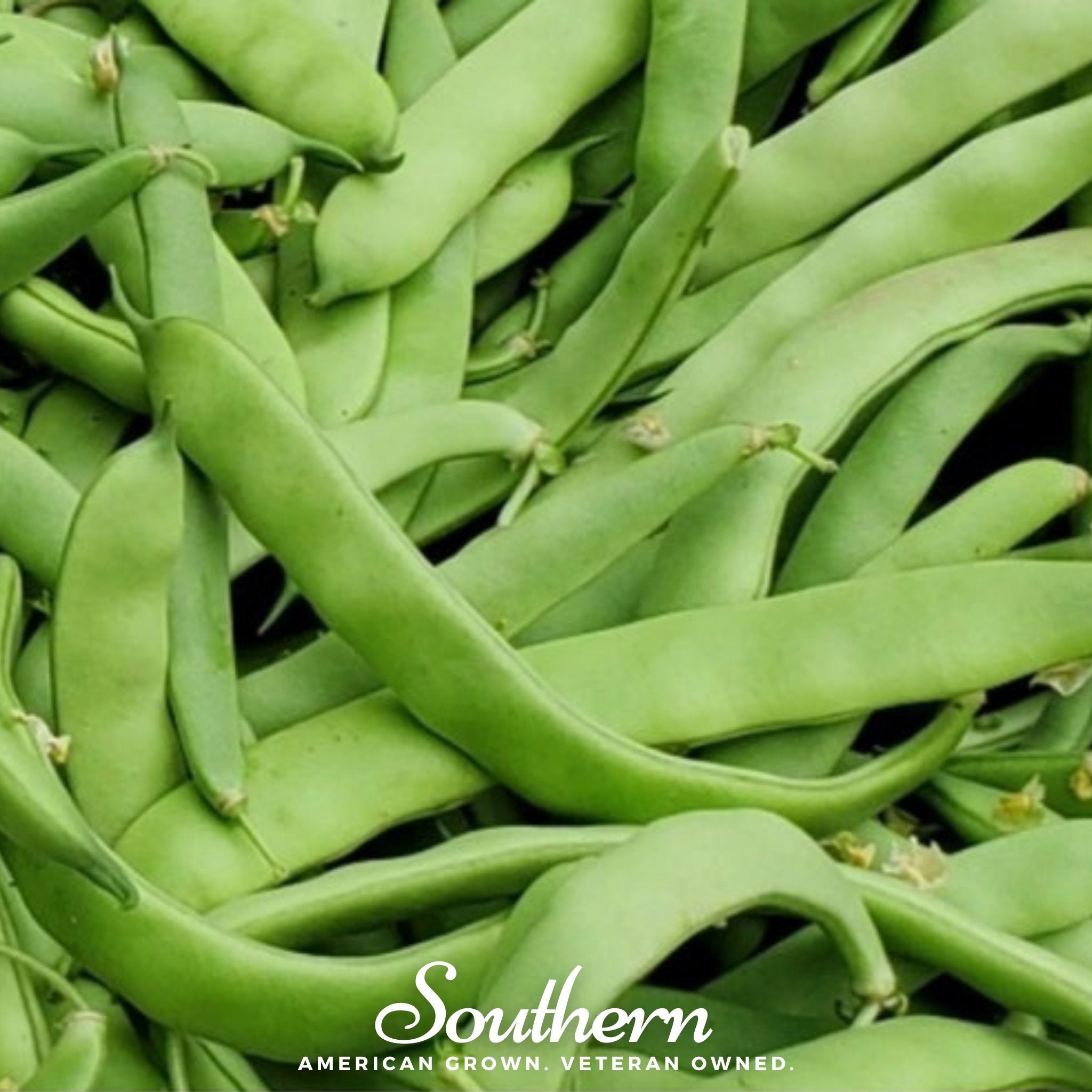 Bean, Roma II (Phaseolus vulgaris) - 30 Seeds - Southern Seed Exchange