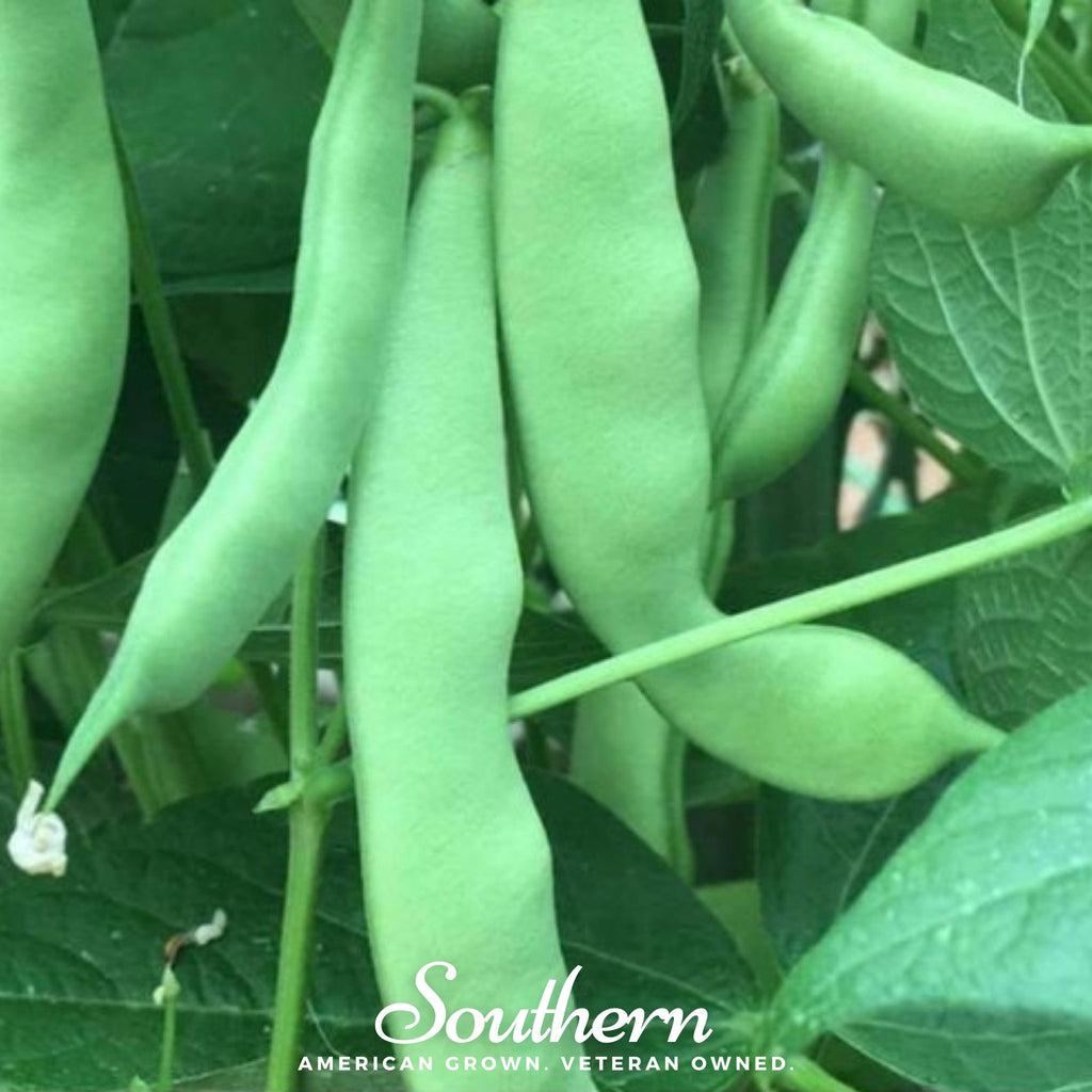 Bean, Roma II (Phaseolus vulgaris) - 30 Seeds - Southern Seed Exchange