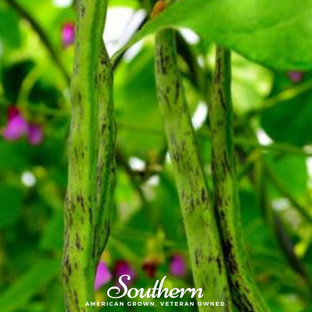 Bean, Tiger's Eye (Phaseolus vulgaris) - 30 Seeds - Southern Seed Exchange