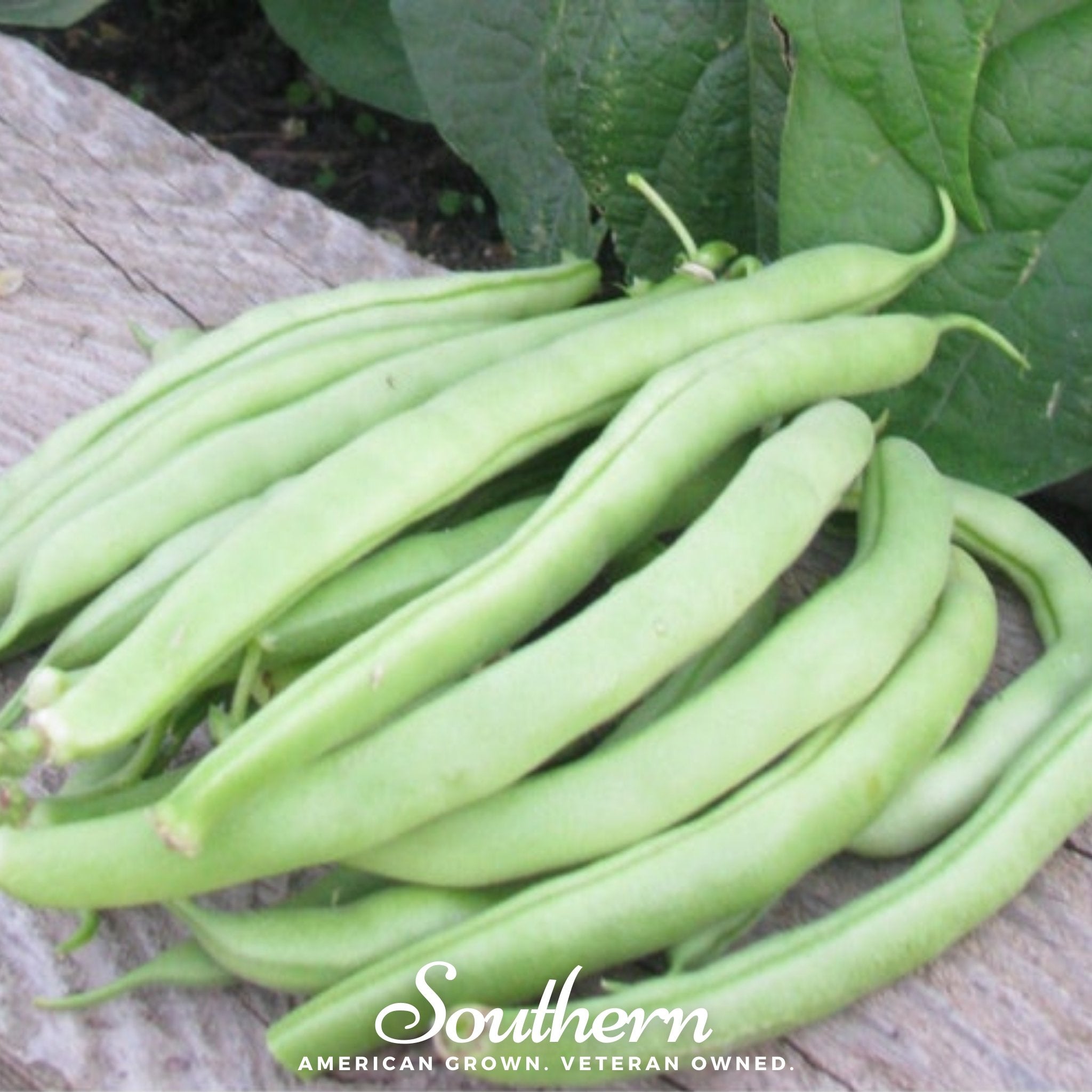 Bean, Topcrop (Phaseolus vulgaris) - 50 Seeds - Southern Seed Exchange