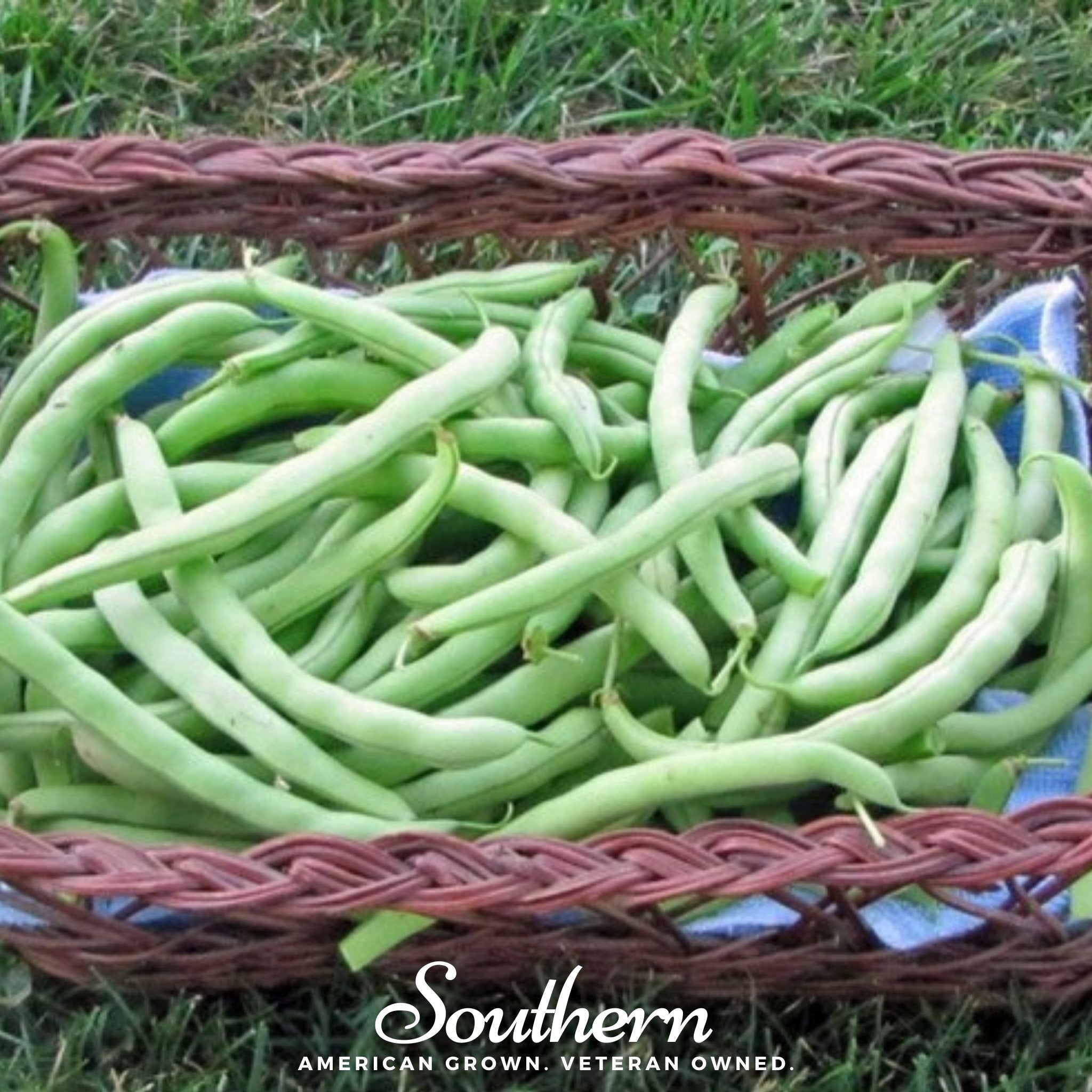 Bean, Topcrop (Phaseolus vulgaris) - 50 Seeds - Southern Seed Exchange