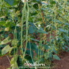 Southern Seed Exchange Bean, Green Yard Long (Vigna unguiculata) - 15 Seeds