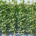 Southern Seed Exchange Bean, Green Yard Long (Vigna unguiculata) - 15 Seeds