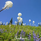 Bear Grass (Xerophyllum tenax) - 50 Seeds - Southern Seed Exchange