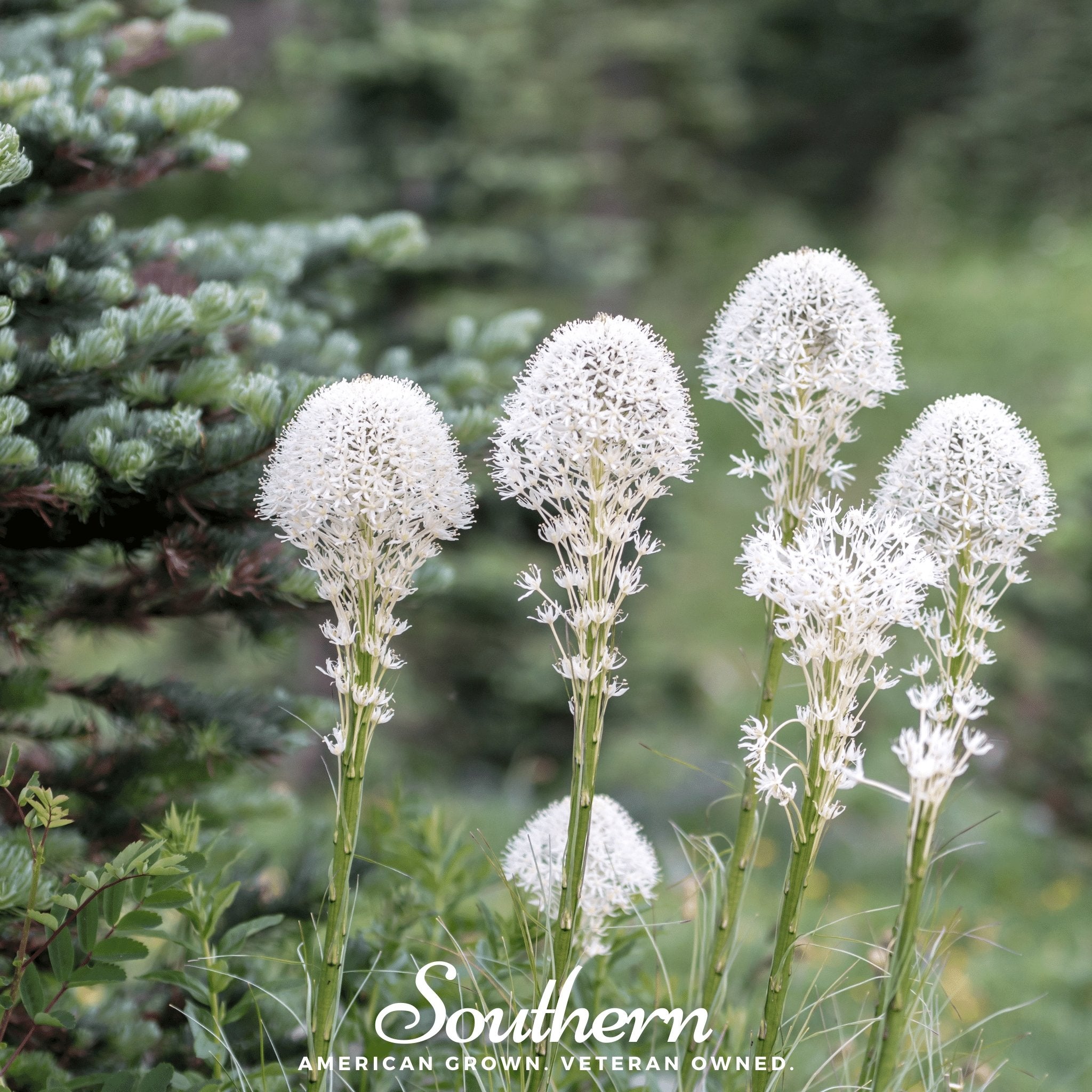 Bear Grass (Xerophyllum tenax) - 50 Seeds - Southern Seed Exchange