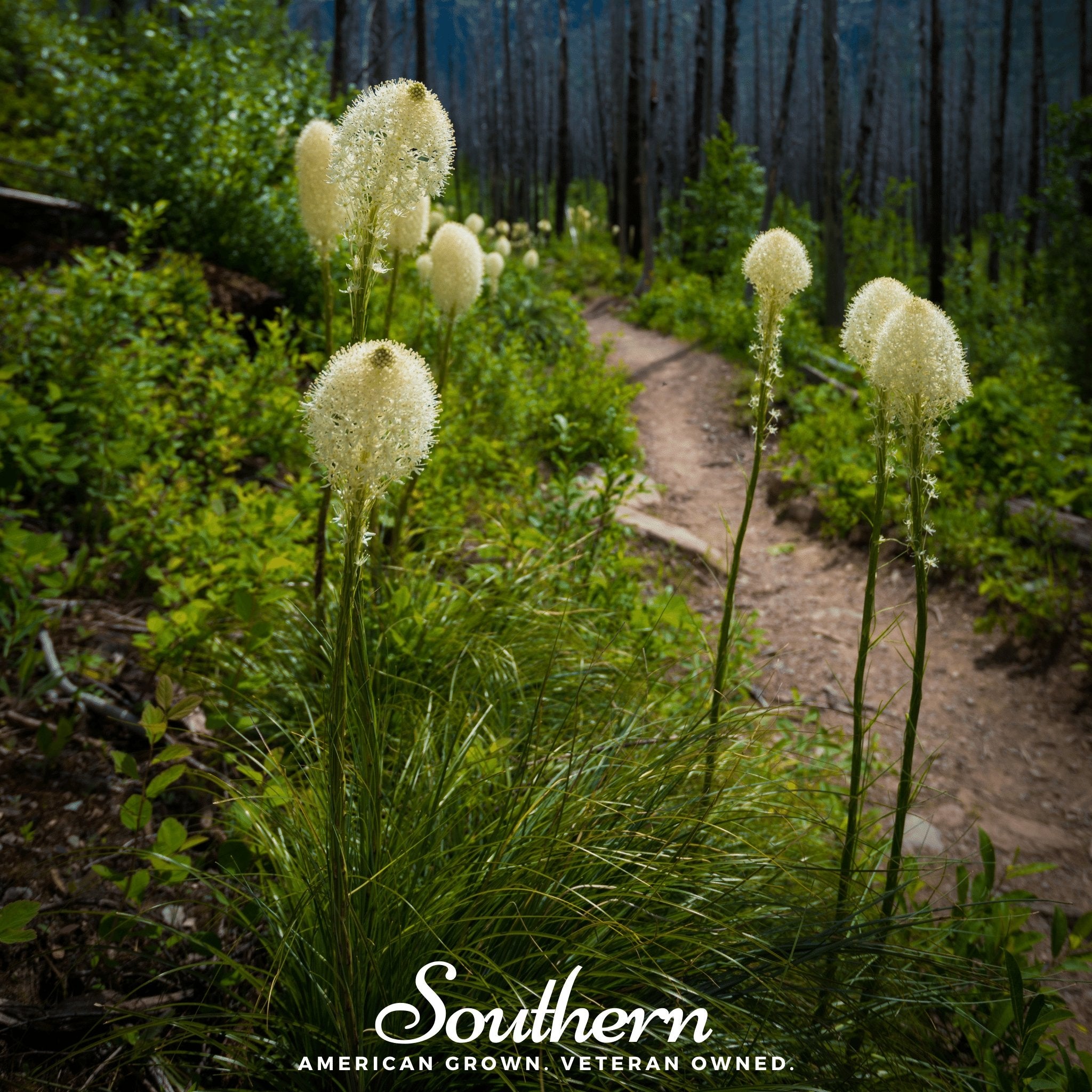 Bear Grass (Xerophyllum tenax) - 50 Seeds - Southern Seed Exchange