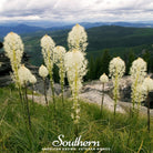 Bear Grass (Xerophyllum tenax) - 50 Seeds - Southern Seed Exchange