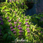 Beautyberry, American (Callicarpa americana) - 30 Seeds - Southern Seed Exchange