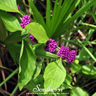 Beautyberry, American (Callicarpa americana) - 30 Seeds - Southern Seed Exchange